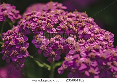 Blossoming Of A Deep Pink Yarrow Close Up