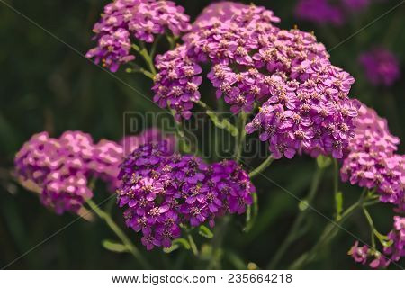 Blossoming Of A Deep Pink Yarrow Close Up