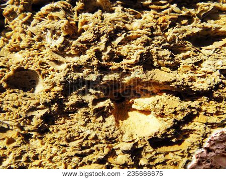 Bricks Made From Shells Of Shellfish. Building Material From The Black Sea.