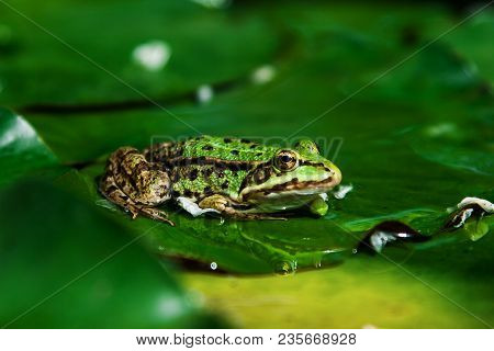 On A Large Green Leaf Sitting Green Toad