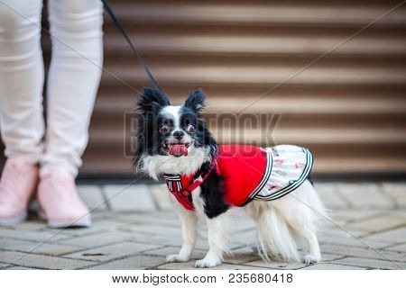 A Black Fluffy White, Longhaired Funny Dog Female Sex With Larger Eyes, Chihuahua Breed, Dressed In