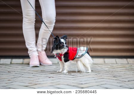 A Black Fluffy White, Longhaired Funny Dog Female Sex With Larger Eyes, Chihuahua Breed, Dressed In