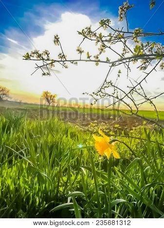 Photo Of Sunset From Field With Grass And Flower.