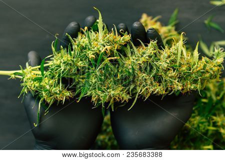 A Large Bud Of Fresh Cannabis Harvest In The Hands Of A Male Grover Concepts Of Cultivating Medical 