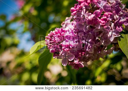 The Bee Flies On The Flowers Of The Lilac.spring Purple Flowers Of Lilac In May, Little Bee Drinking