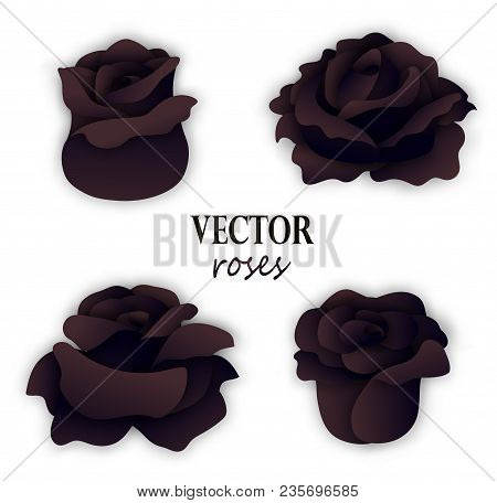 Set Of Four Black Roses. 3 4 View On Flowers. Floral Elements For Design. Vector Illustration Isolat
