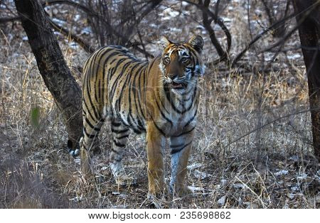 Wild Tiger In India. Picture Shot In Ranthambore National Park