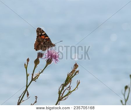 Multicolored Butterfly On A Flower With Threads Of A Web On A Bright Blurry Sea Background With Sun 