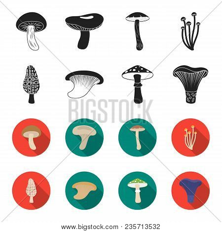 Morel, Oyster, Green Amanita, Actarius Indigo.mushroom Set Collection Icons In Black, Flet Style Vec