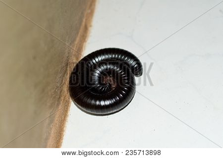 Giant Black African Centipede, Millipede In Home