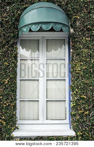 Ficus Pumila Bindwwed Wall Covered  Window Awning Sunshade