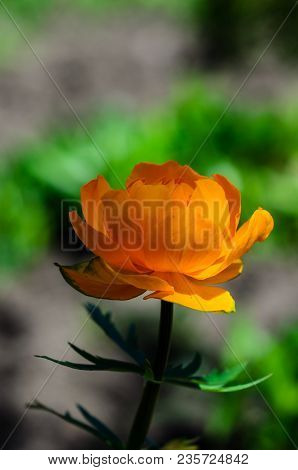 Yellow Globe-flower In Forest