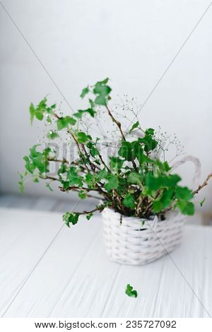 Branches With Green Leaves In A Basket On A Wooden Background.