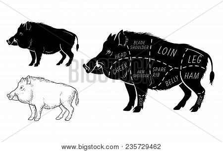 Wild Hog, Boar Game Meat Cut Diagram Scheme - Elements Set On Chalkboard. Vector Illustration
