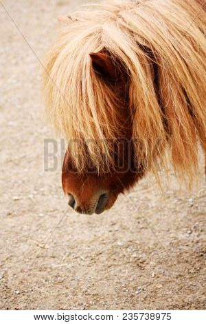 Head Of Chestnut Shetland Pony Horse With Big Quiff