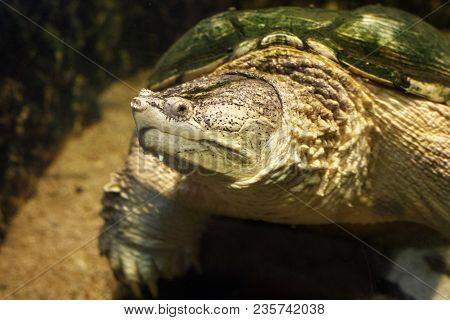 Common Snapping Turtle (chelydra Serpentina) In The Oceanarium.