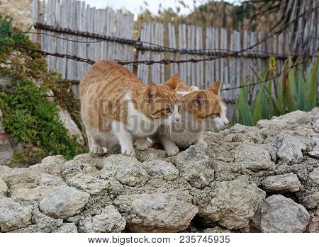 Two Little White With Yellow Cats Sitting On A Stone Wall And Looking To The Right. Street Cats Outd