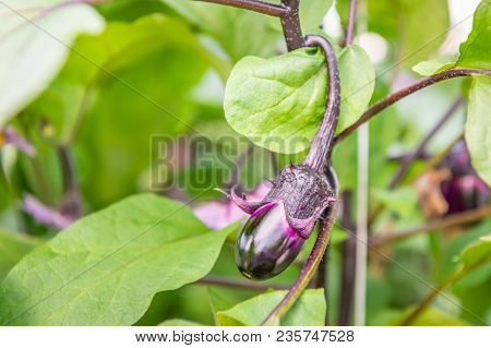 Closeup Of A Glossy Ripening Purple Eggplant Fruit Growing On A Plant In The Glasshouse Of A Special