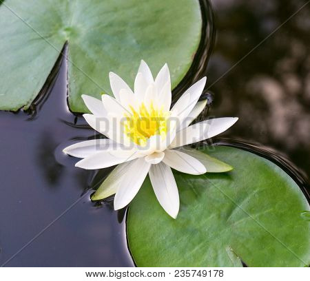 An Up Close View Of A White Lotus Flower Blooming And Lily Pad Floating In A Botanical Water Garden