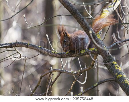 The Red Squirrel Eats A Nut On The Park