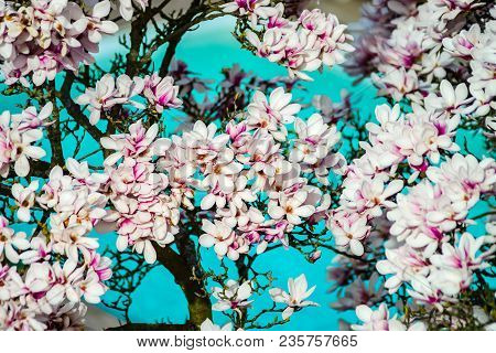 Beautiful Pink Magnolia On Cyan Swimming-pool Background, Aerial Overview