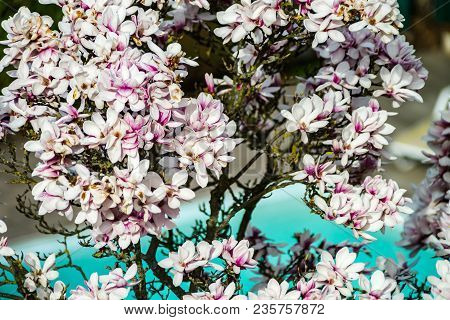 Beautiful Pink Magnolia On Cyan Swimming-pool Background, Aerial Overview