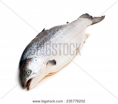 Close  Up On A Whole Rawsalmon Isolated On White