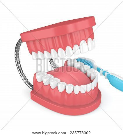 3D Render Of Jaw Model With Toothbrush Over White