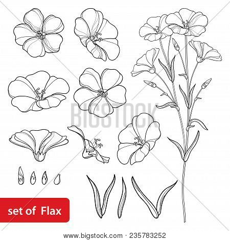 Vector Set With Outline Flax Or Linseed Or Linum Flower Bunch, Bud And Leaf In Black Isolated On Whi