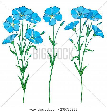 Vector Set With Outline Blue Flax Plant Or Linseed Or Linum Flowers Bunch, Bud And Green Leaf Isolat