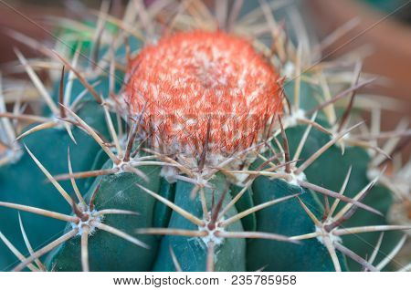 Exotic Cactus With A Red Flower Bud Bud