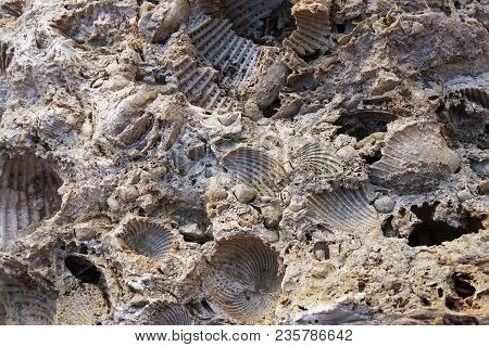 Stone Texture With Traces Of Shells Closeup