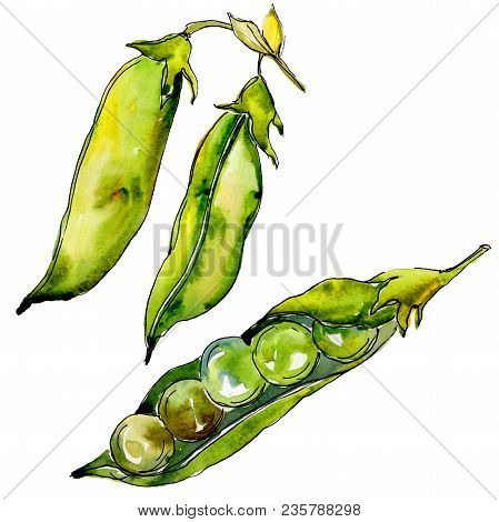 Pea Sed Wild Vegetables In A Watercolor Style Isolated. Full Name Of The Vegetables: Pea Sed. Aquare