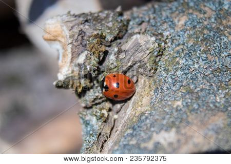The Ladybird Crawls On A Dry Tree. Insects Wake Up In The Spring