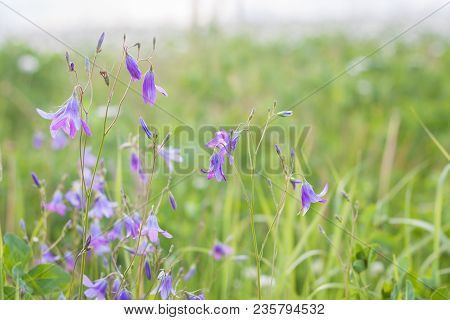 Wild Bluebells Field, Isolated Countryside View, Toned