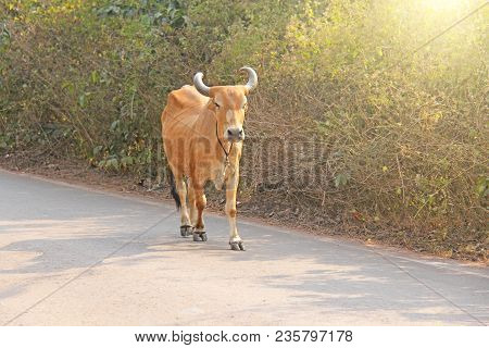 A Red Cow In India With A Bell, Goes On The Road. Beautiful Cow.