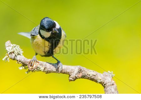 Great Tit On A Tree Branch  With Copy Space For Text