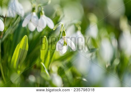 White Blooming Snowdrop Folded Or Galanthus Plicatus. Spring Sunny Day In The Forest. Close Up, Shal