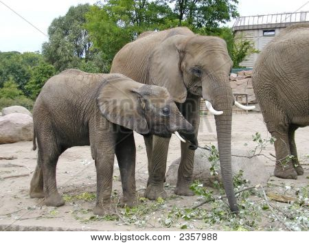 Elefant mor og datter