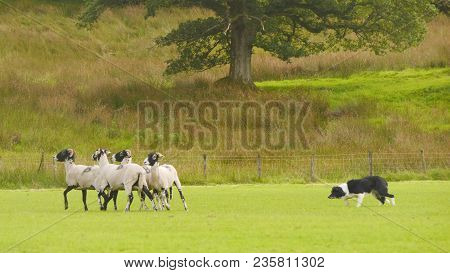 Sheepdog Herding Swaledale Sheep At The Patterdale Dog Show 2017, Patterdale, Cumbria, England