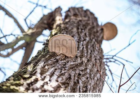 Wood Mushrooms On The Trunk Of A Tree 2018