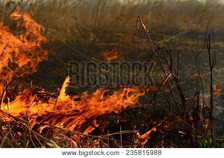 Coastal Zone Of Marsh Creek, Strong Smoke From Fire Of Liana Overgrowth. Spring Fires Of Dry Reeds D