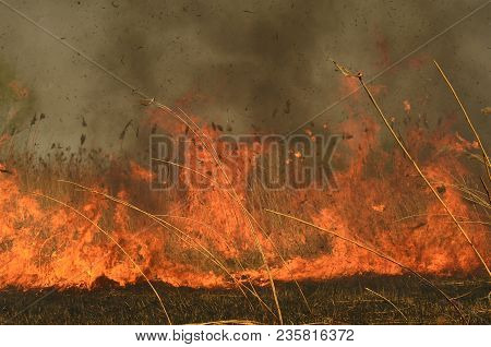 Coastal Zone Of Marsh Creek, Strong Smoke From Fire Of Liana Overgrowth. Spring Fires Of Dry Reeds D