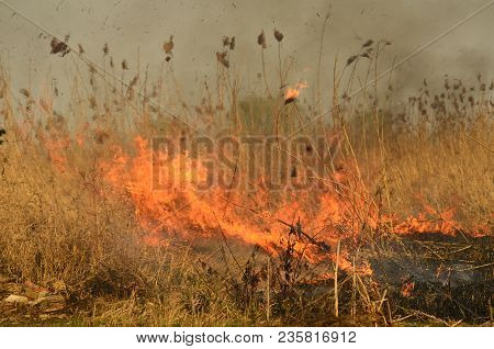 Coastal Zone Of Marsh Creek, Strong Smoke From Fire Of Liana Overgrowth. Spring Fires Of Dry Reeds D