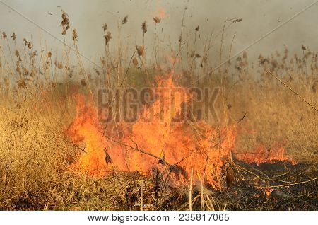 Coastal Zone Of Marsh Creek, Strong Smoke From Fire Of Liana Overgrowth. Spring Fires Of Dry Reeds D