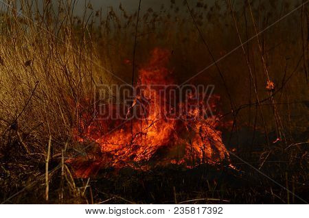 Coastal Zone Of Marsh Creek, Strong Smoke From Fire Of Liana Overgrowth. Spring Fires Of Dry Reeds D