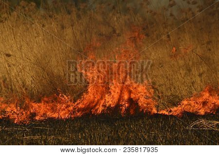Coastal Zone Of Marsh Creek, Strong Smoke From Fire Of Liana Overgrowth. Spring Fires Of Dry Reeds D