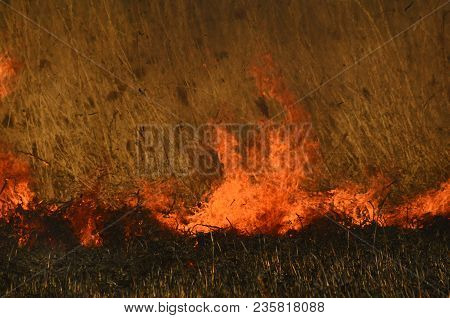 Coastal Zone Of Marsh Creek, Strong Smoke From Fire Of Liana Overgrowth. Spring Fires Of Dry Reeds D