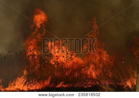 Coastal Zone Of Marsh Creek, Strong Smoke From Fire Of Liana Overgrowth. Spring Fires Of Dry Reeds D