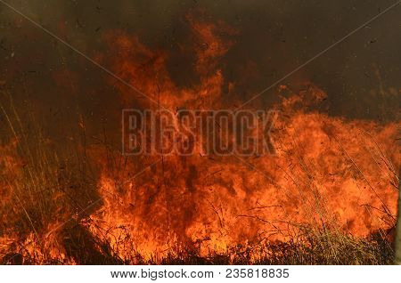 Coastal Zone Of Marsh Creek, Strong Smoke From Fire Of Liana Overgrowth. Spring Fires Of Dry Reeds D
